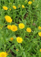 Calendula arvensis