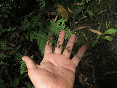 Asplenium flabellulatum
