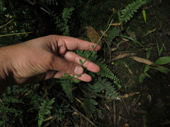 Asplenium flabellulatum