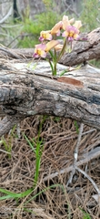 Diuris longifolia