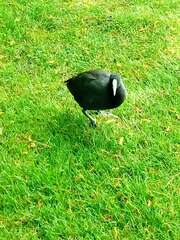Fulica atra australis