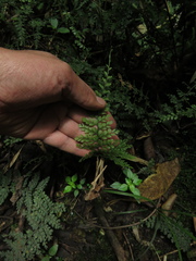 Asplenium flabellulatum