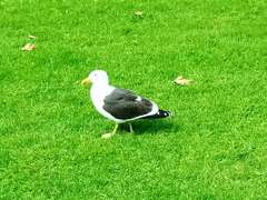 Larus dominicanus dominicanus