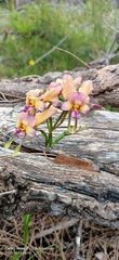Diuris longifolia