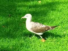 Larus dominicanus dominicanus