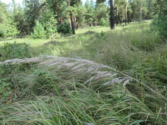 Calamagrostis epigejos