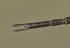 Gynacantha subinterrupta