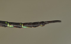 Gynacantha subinterrupta