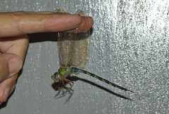 Gynacantha subinterrupta