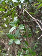 Trachelospermum asiaticum