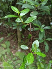 Trachelospermum asiaticum