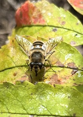 Eristalis tenax