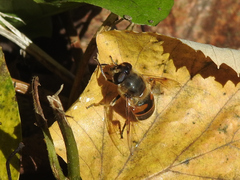 Eristalis tenax