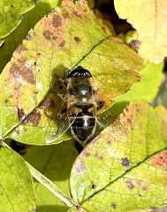 Eristalis tenax