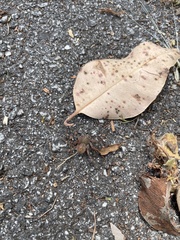 Neosparassus calligaster