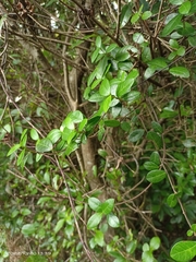 Trachelospermum asiaticum