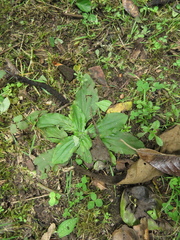 Plantago australis