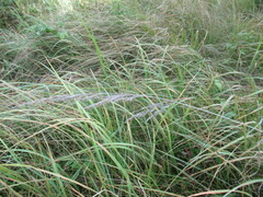 Calamagrostis epigejos