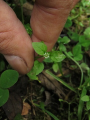 Stellaria media
