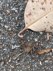 Neosparassus calligaster