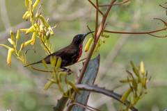 Chalcomitra senegalensis
