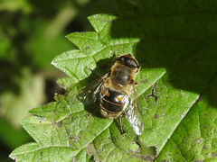 Eristalis tenax