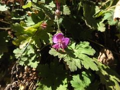 Geranium