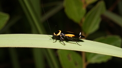 Hemithyrsocera vittata