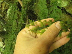 Hymenophyllum