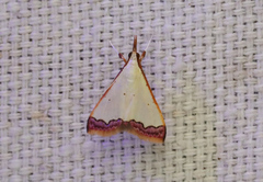 Autocharis amethystina