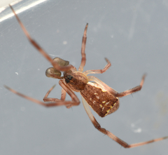 Episinus angulatus