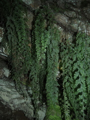 Hymenophyllum