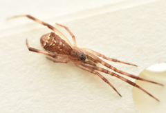 Episinus angulatus
