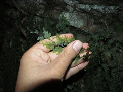 Hymenophyllum