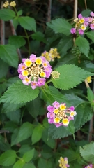 Lantana camara