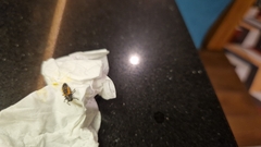 Harmonia axyridis