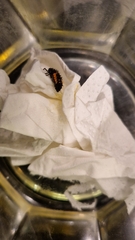 Harmonia axyridis