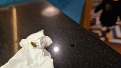 Harmonia axyridis