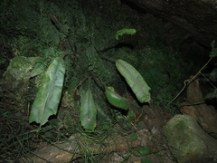 Elaphoglossum setigerum