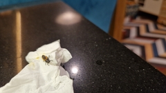 Harmonia axyridis
