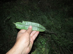 Elaphoglossum setigerum