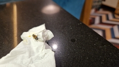 Harmonia axyridis