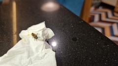 Harmonia axyridis