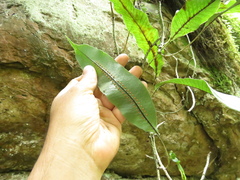 Serpocaulon levigatum