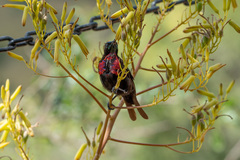 Chalcomitra senegalensis