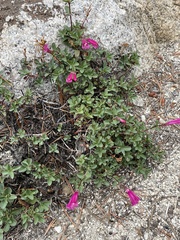Penstemon newberryi