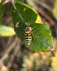 Syrphus