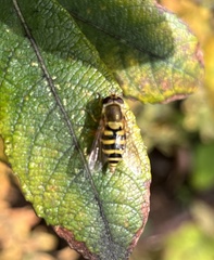 Syrphus