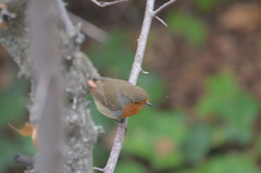 Erithacus rubecula rubecula