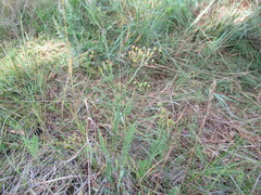 Bupleurum scorzonerifolium